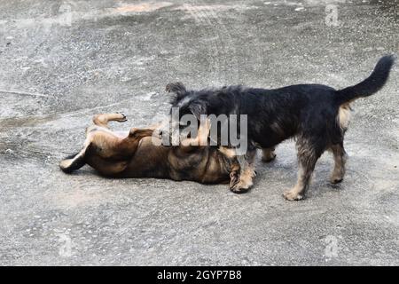 Due cani che combattono su terra grigia , giocare allegro gioco all'aperto di cane marrone scuro , il carino e divertente di cucciolo Foto Stock