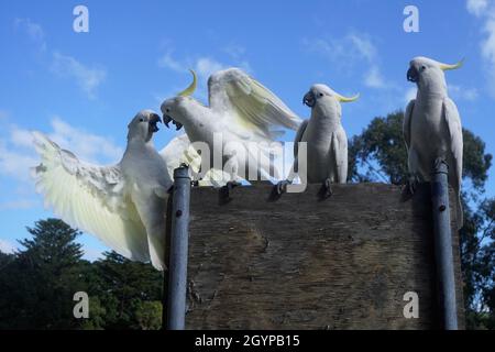 Due Cockatoos che lottano per un posto per posare mentre altri due guardano sopra Foto Stock