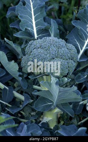 TESTA FIORITA DI BROCCOLI (BRASSICA OLERACEA ITALICA). Foto Stock