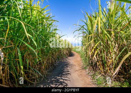 Percorso tradizionale di canna prima di tagliare a Reunion Island Foto Stock