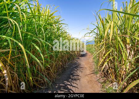 Percorso tradizionale di canna prima di tagliare a Reunion Island Foto Stock