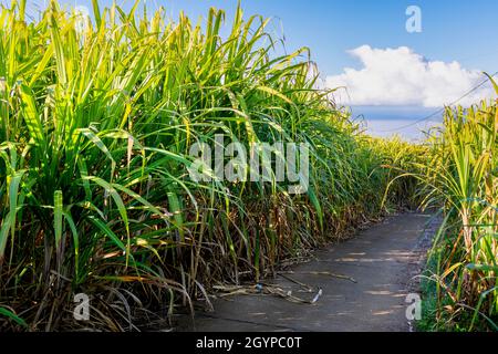 Percorso tradizionale di canna prima di tagliare a Reunion Island Foto Stock