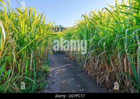 Percorso tradizionale di canna prima di tagliare a Reunion Island Foto Stock