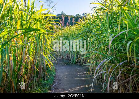 Percorso tradizionale di canna prima di tagliare a Reunion Island Foto Stock