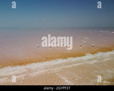 Sorvola i gabbiani al lago salato rosa. Impianti di produzione di sale stagno di evaporazione salina in lago salato. Dunaliella salina impartisce un'acqua rossa e rosa Foto Stock