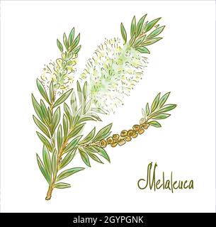 Melaleuca o paperbarks, miele-mirtle o tè-alberi. Illustrazione vettoriale. Illustrazione Vettoriale