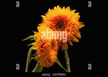 Coppia di girasole giallo arancio Orso di Teddy macro su sfondo nero, fiore fine art still life con texture dettagliata, foglia verde e gambo Foto Stock