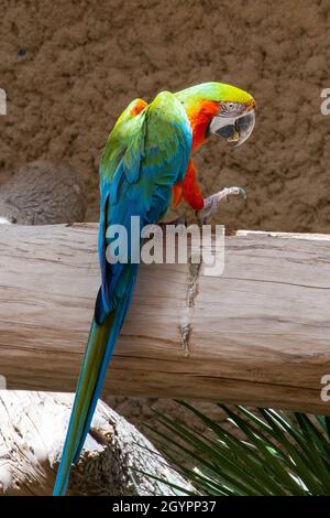 Harlequin Macaw primo piano su registro mostrando splendidi colori vibranti. Specie ibride. (Ara chloroptera e Ara ararauna - Ala Blu e Oro e Verde Foto Stock