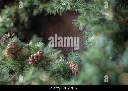 Bordo da abete verde con coni di pino. Foto Stock