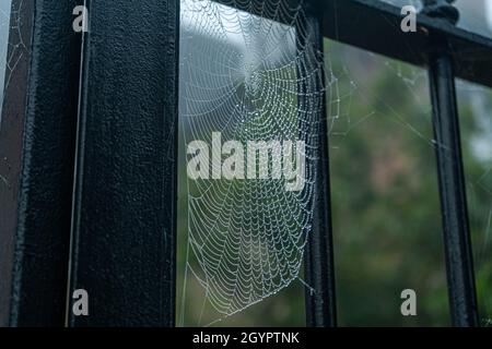 Londra, Regno Unito. 09 ottobre 2021. La rete di uno Spider è coperta di rugiada del mattino in una mattinata di nebbia a Wimbledon. Credit: amer Ghazzal/Alamy Live News Foto Stock