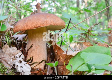 Un bel esemplare di funghi Boletus edulis o Penny Bun nella foresta di faggi in morbida luce mattutina, habitat naturale, foresta di faggi di montagna Foto Stock