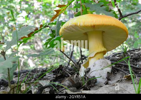 Un singolo esemplare di ben sviluppato, delizioso fungo di Cesare o Amanita Caesarea in habitat naturale, foresta di querce di pianura, tempo estivo, horizontata Foto Stock