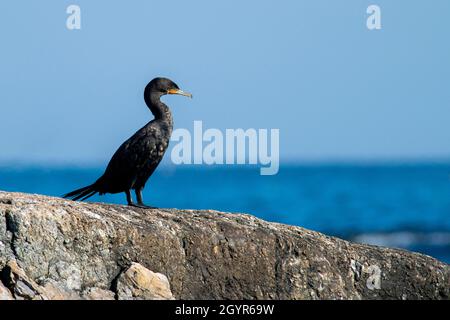 Double Crested Cormorant si affaccia sul surf lungo la costa del New England. Foto Stock