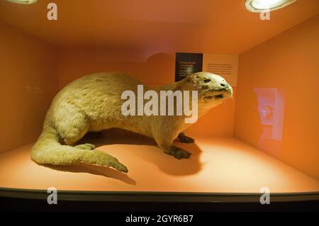 Lontra eurasiatica imbottita (Lutra lutra) in Natural History Museum, South Kensington, Londra, Inghilterra Foto Stock