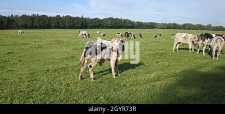 Una vecchia razza olandese è legata alla vacca danese Holstein. Questa mucca è conosciuta come la madre di tutte le mucche. Sono gentili, piccoli e mangiano quasi tutto Foto Stock