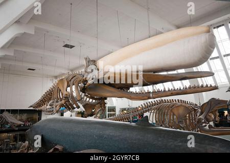 Scheletro di balena dello sperma (Physeter macrocephalus) nella sala dei mammiferi del Museo di Storia Naturale, South Kensington, Londra, Inghilterra Foto Stock