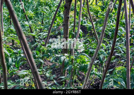 Coltivare pomodori per le proprie necessità in una fattoria modesta. Foto Stock