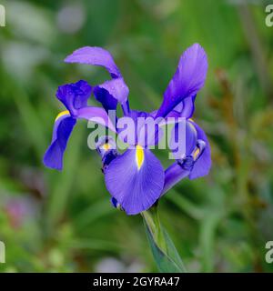 Olandese Iris in Blu Foto Stock
