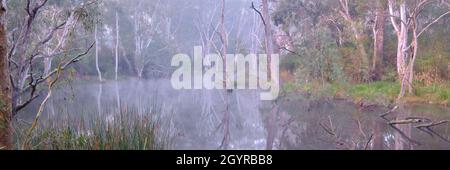 Panorama su Billabong di Misty Horsehoe Foto Stock