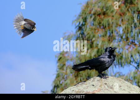 Attacco di sneak Foto Stock