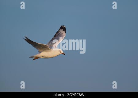 In volo completo Foto Stock