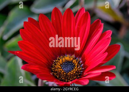 Big Red Foto Stock