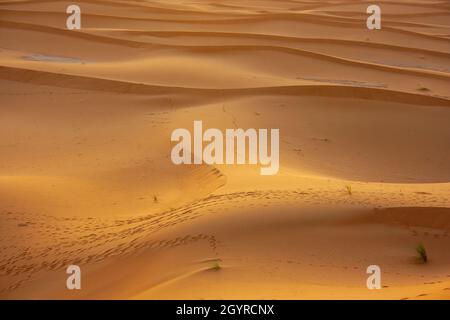 Sahara deserto paesaggio fotografato a Erg Chebbi, Marocco, Africa Foto Stock