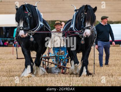 Mindrum Mill, Northumberland, Inghilterra, Regno Unito, 9 ottobre 2021. Campionato britannico di aratura: Si svolgono i 70i campionati, cancellati a causa di Covid-19 lo scorso anno. Nella figura: L'evento dell'aratro trainato da cavalli che comporta un costante allineamento con l'aratro e l'arresto e l'avvio per garantire l'aratura di una linea retta Foto Stock