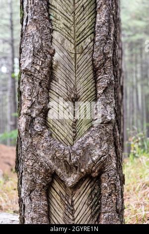 Un vecchio pino che è stato maschiato per la sua resina. Un tempo si trattava di un'attività redditizia nelle foreste sulle pendici dell'Etna, in Sicilia, in Italia Foto Stock