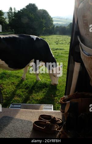 Camper selvaggio campeggio in una vacanza motorhoming staycation in una fattoria in Herefordshire, Inghilterra. Le mucche pagano una visita Foto Stock