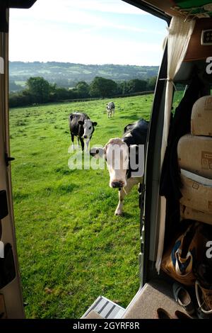 Camper selvaggio campeggio in una vacanza motorhoming staycation in una fattoria in Herefordshire, Inghilterra. Le mucche pagano una visita Foto Stock