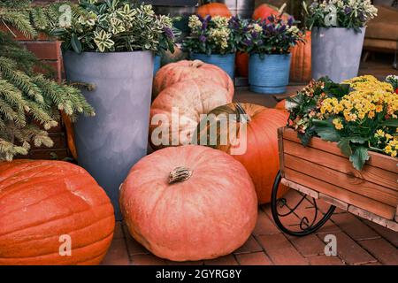 Composizione autunnale colorata con zucche e fiori d'arancio in pentole per cortile decorativo Foto Stock