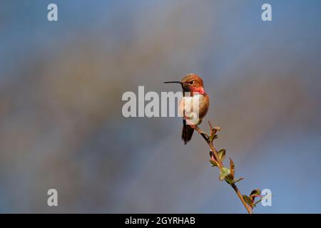 Primo piano di un rufoso colibrì (Selasforo rufus) seduto su un ramo Foto Stock