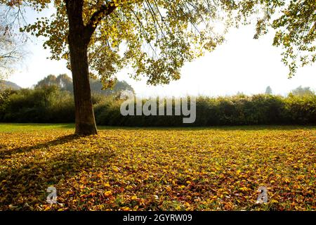 Populus nigra, il pioppo nero autunnale caduto foglie Foto Stock