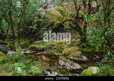 Bosco Mata da Albergaria, foglia larga temperata e forre miste nel Parco Nazionale Peneda-Gerês, Portogallo Foto Stock