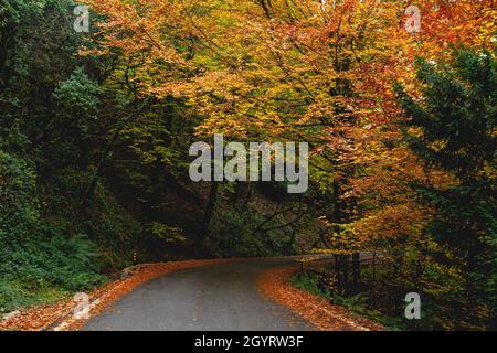 Strada curvilinea in autunnale Mata da Albergaria, foglia larga temperata e foresta mista nel Parco Nazionale Peneda-Gerês, Portogallo Foto Stock