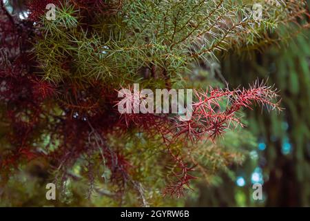 Cryptomeria japonica cedro giapponese sempreverde albero rosso fogliame primo piano Foto Stock