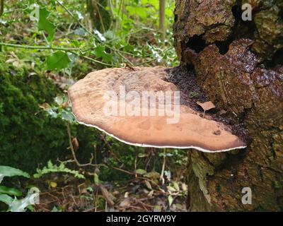 Staffa fungo fungo che cresce da un tronco albero decadente, foto di scorta immagine Foto Stock