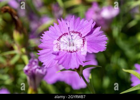 Dianthus amurensis 'siberian Blue' una pianta estiva fiorente con un fiore di colore viola chiaro d'estate, immagine di stock Foto Stock