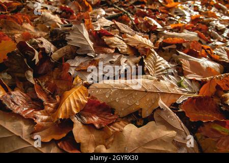 Alberi decidui autunno caduti foglie nel terreno forestale Foto Stock