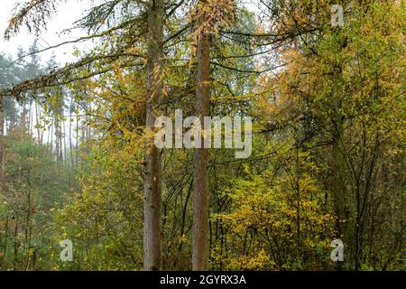 Larici con fogliame deciduo autunnale giallo Foto Stock