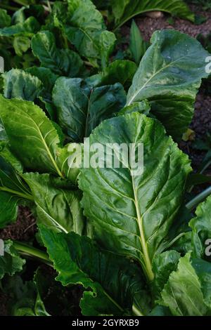 Beta vulgaris piante che crescono nel giardino di verdure Foto Stock