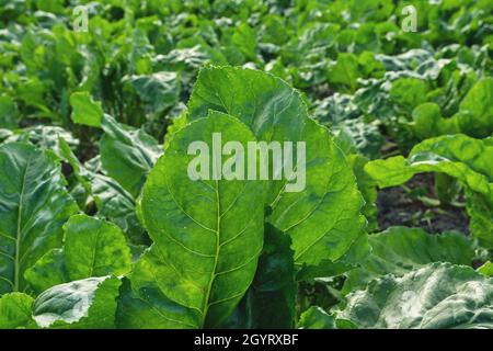 Beta vulgaris piante che crescono nel giardino di verdure Foto Stock