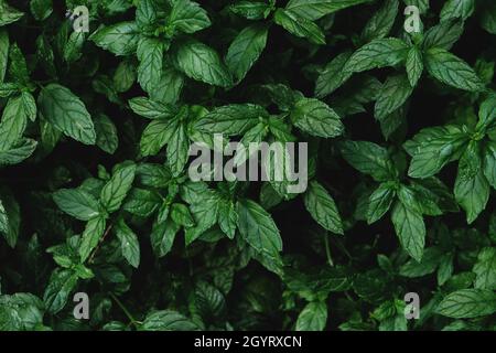 Mentha speicata, giardino fresco menta pianta foglie verdi Foto Stock