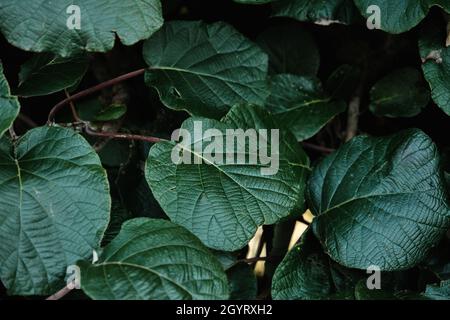 Actinidia deliciosa, fuzzy kiwifruit vite verde scuro fogliame Foto Stock