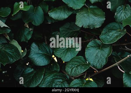 Actinidia deliciosa, fuzzy kiwifruit vite verde scuro fogliame, fuoco selettivo Foto Stock