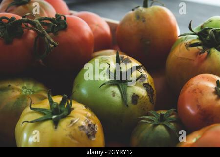 Raccolta di pomodori biologici maturi verdi e rossi Foto Stock