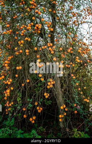 Albero Diospyros kaki carico di frutta matura al persimmon Foto Stock