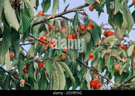 Ciliegie fresche e dolci che maturano nel ciliegio Foto Stock