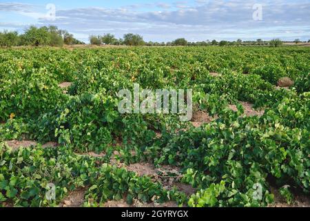 Vigneti verdi a la Mancha, Spagna Foto Stock